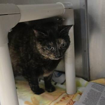 Marble -  Domestic Short Hair Cat for Adoption in Orange, Virginia - Marble | PetCurious