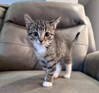 Eva -  Domestic Short Hair Cat for Adoption in Seymour, Tennessee - Eva | PetCurious
