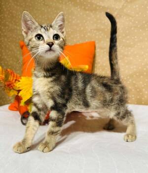 Elsie -  Domestic Short Hair Cat for Adoption in Groveland, Massachusetts - Elsie | PetCurious