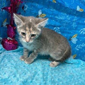 Fog -  American Shorthair Cat for Adoption in Greenfield, Indiana - Fog | PetCurious