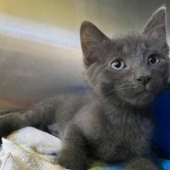 Eloise -  Domestic Short Hair Cat for Adoption in Dayton, Ohio - Eloise | PetCurious
