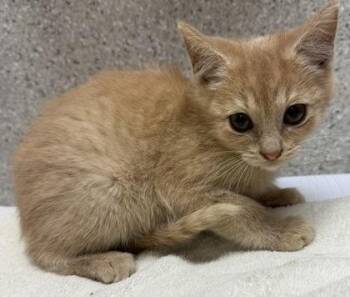 Piccolo -  Domestic Short Hair Cat for Adoption in Eugene, Oregon - Piccolo | PetCurious