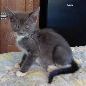 PADDY -  Domestic Short Hair Cat Available for Adoption in Willows, California - PADDY | PetCurious