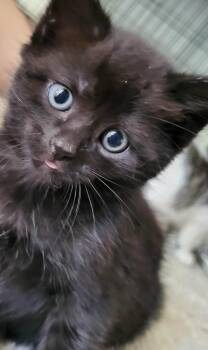 Toothless & Bramble - Kittens Bonded -  Domestic Short Hair Cat for Adoption in Enfield, Connecticut - Toothless & Bramble - Kittens Bonded | PetCurious