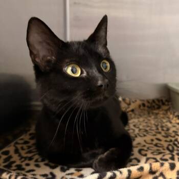 Domestic Short Hair Cats Available for Adoption in Franklin, North Carolina - Pearline | PetCurious