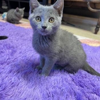 Rescue British Shorthair Cats for Adoption in Mesa, Arizona - Gracie | PetCurious