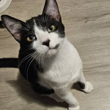 Rescue Domestic Short Hair Cats for Adoption in Columbia, Missouri - Miro | PetCurious