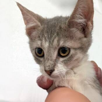 Sedona -  Domestic Short Hair Cat for Adoption in Austin, Texas - Sedona | PetCurious