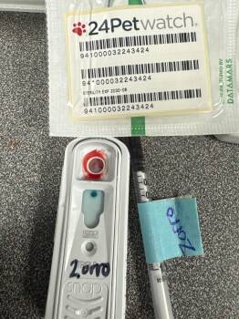 Domestic Short Hair Cats Available for Adoption - Zorro | PetCurious