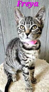 Freya -  Tabby Cat for Adoption in Macon, Georgia - Freya | PetCurious