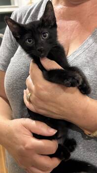 Siamese Cats Available for Adoption in Napa, California - Ollie Pop | PetCurious