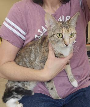 Janie -  Domestic Short Hair Cat for Adoption in Dickson, Tennessee - Janie | PetCurious