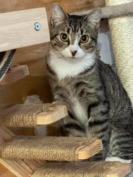 Darling -  Domestic Short Hair Cat for Adoption in Gorham, Maine - Darling | PetCurious