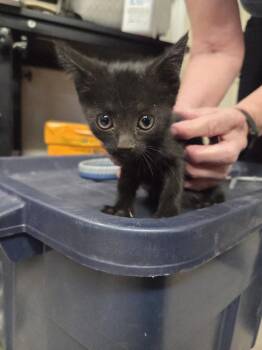 Samantha -  Domestic Short Hair Cat for Adoption in Pahrump, Nevada - Samantha | PetCurious