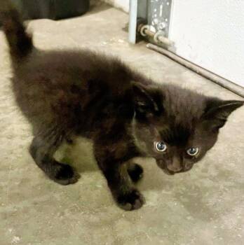 Gilligan -  Domestic Short Hair Cat for Adoption in Columbia, Illinois - Gilligan | PetCurious