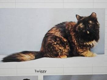 Domestic Short Hair Cats Available for Adoption in Cincinnati, Ohio - Twiggy | PetCurious
