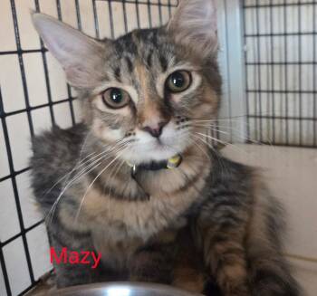 Mazy -  Tabby and Domestic Short Hair Cat for Adoption in Las Cruces, New Mexico - Mazy | PetCurious