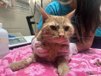 Rescue Domestic Short Hair Cats for Adoption in Raleigh, North Carolina - MCINTOSH | PetCurious