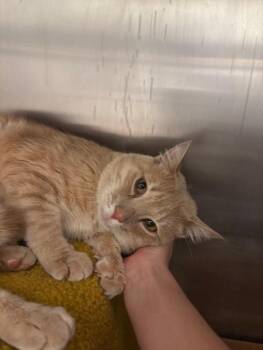 Domestic Medium Hair Cats Available for Adoption - Sylvester | PetCurious