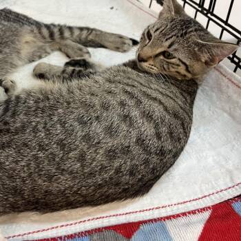 Ember -  Domestic Short Hair Cat for Adoption in Wappingers Falls, New York - Ember | PetCurious