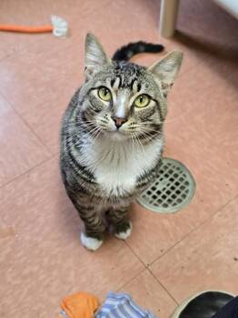 Rocket -  Domestic Short Hair Cat for Adoption in Vancouver, Washington - Rocket | PetCurious