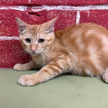 Rum -  Domestic Short Hair Cat for Adoption in Laredo, Texas - Rum | PetCurious