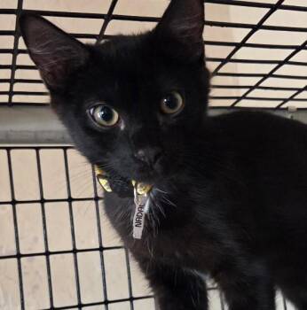 Nadal -  Domestic Short Hair Cat for Adoption in Las Cruces, New Mexico - Nadal | PetCurious