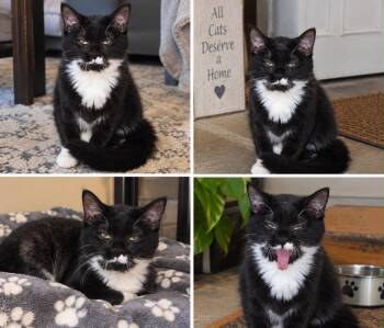 Nautica -  Domestic Medium Hair Cat for Adoption in New Britain, Connecticut - Nautica | PetCurious