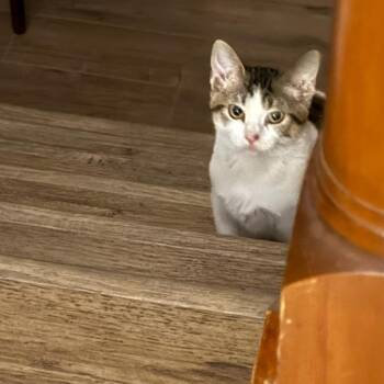 DaVinci -  Domestic Short Hair Cat for Adoption in Fort Collins, Colorado - DaVinci | PetCurious