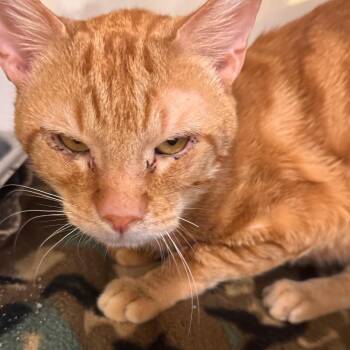 Domestic Short Hair Cats Available for Adoption in Wheeling, Illinois - Cajun | PetCurious