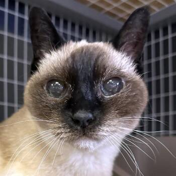 Siamese Cats Available for Adoption - Belle | PetCurious