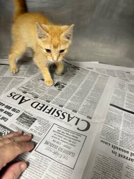 Mac -  Domestic Short Hair Cat for Adoption in Hopkinsville, Kentucky - Mac | PetCurious