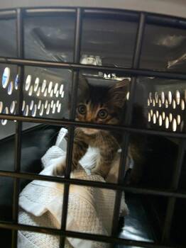 Bluebell -  Tabby Cat for Adoption in Nacogdoches, Texas - Bluebell | PetCurious