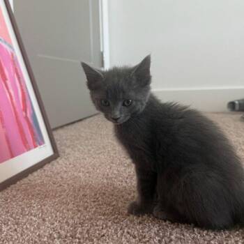 Betta -  Domestic Short Hair Cat for Adoption in Candler, North Carolina - Betta | PetCurious