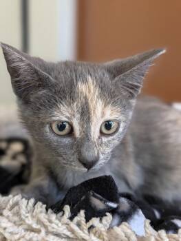 Beluga -  Domestic Short Hair Cat for Adoption in Salinas, California - Beluga | PetCurious