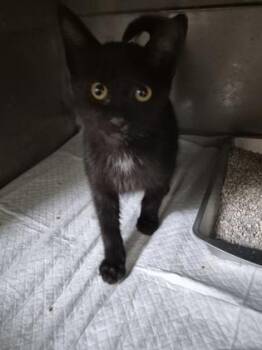 AutoBot -  Domestic Short Hair Cat for Adoption in Simcoe, Ontario - AutoBot | PetCurious