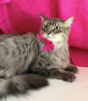 Domestic Long Hair Cats Available for Adoption - ALICE | PetCurious
