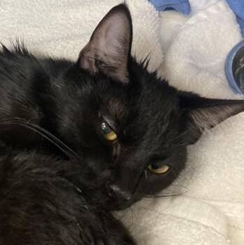 Banana Split -  Domestic Short Hair Cat for Adoption in Cincinnati, Ohio - Banana Split | PetCurious
