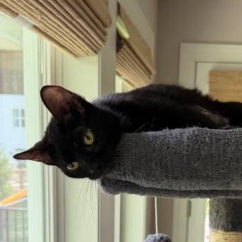 Domestic Short Hair Cats Available for Adoption in Chaska, Minnesota - Tabitha | PetCurious