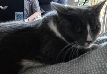 Domestic Short Hair Cats Available for Adoption - Zen | PetCurious