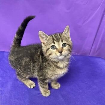 Domestic Short Hair Cats Available for Adoption in North Myrtle Beach, South Carolina - Figgy | PetCurious