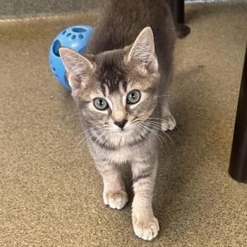 Maxwell House -  Domestic Medium Hair Cat for Adoption in Rocky Mount, Virginia - Maxwell House | PetCurious