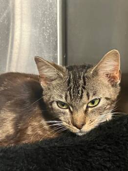 Sasha -  Domestic Short Hair Cat for Adoption in Lunenburg, Massachusetts - Sasha | PetCurious