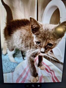 Mini-adopted! -  Domestic Short Hair Cat for Adoption in Atlanta, Georgia - Mini-adopted! | PetCurious
