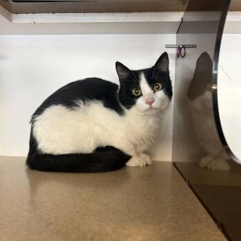 Leo -  Domestic Short Hair Cat for Adoption in Park City, Utah - Leo | PetCurious