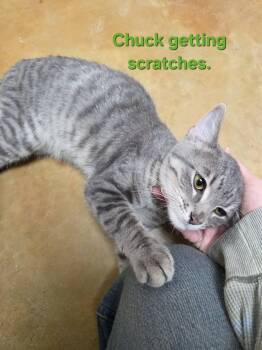 Tiger and Domestic Short Hair Cats Available for Adoption - Chuck | PetCurious