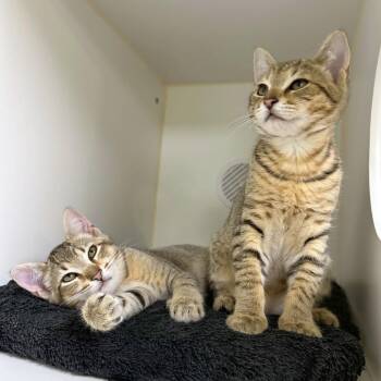Dan Dan -  Domestic Short Hair Cat for Adoption in Woodinville, Washington - Dan Dan | PetCurious