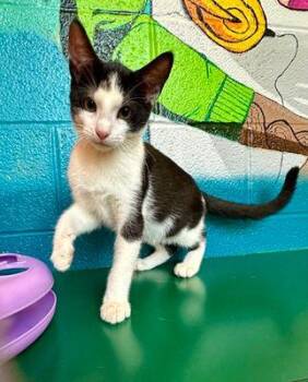 Rescue Domestic Short Hair Cats for Adoption in Williamsport, Pennsylvania - Patton | PetCurious