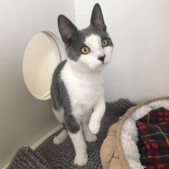 Domestic Short Hair Cats Available for Adoption in Vancouver, British Columbia - Sally | PetCurious