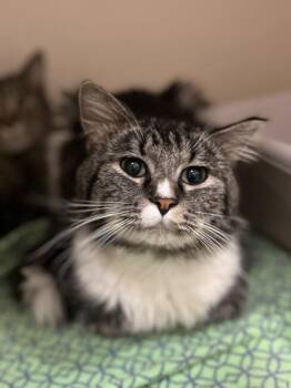 Domestic Medium Hair Cats Available for Adoption in Hackensack, Minnesota - Quaker | PetCurious